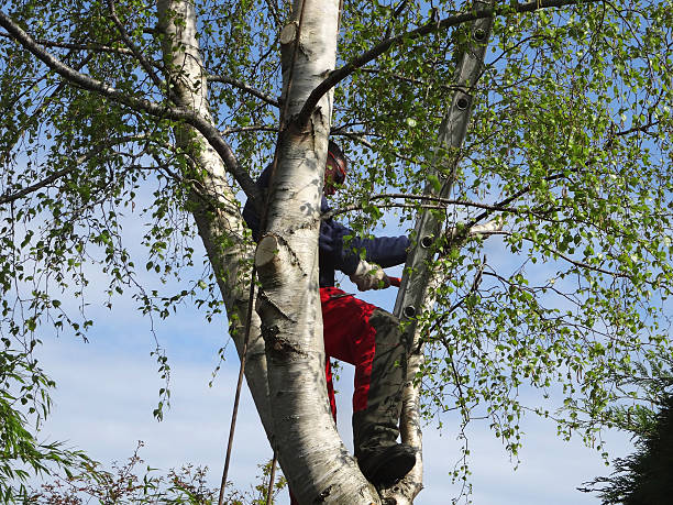 Best Tree Maintenance Programs  in Scottsville, KY